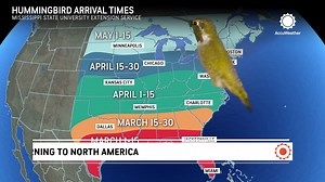 Hummingbirds returning to North America for summer