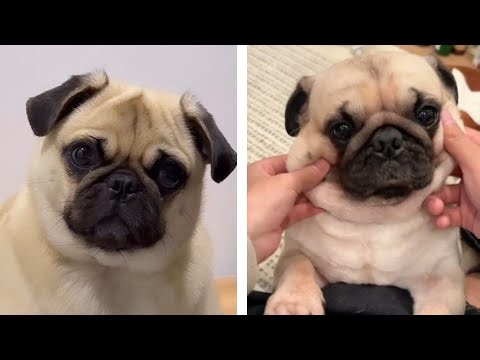 The Truth About Pugs: What Owners Wish They Knew Earlier