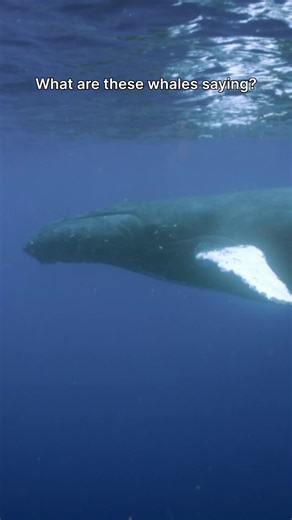Exploring the Captivating World of Whale Songs