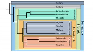 Animal Phylogeny