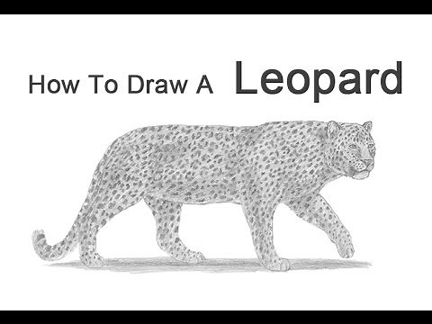 How to Draw a Leopard