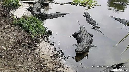 Alligator Farm