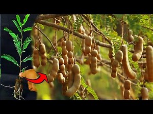 a new way of stem cuttings to multiply tamarind trees that bear fruit quickly.-growingfruits.