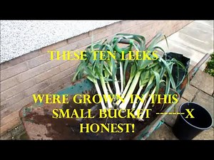 Grow Leeks 10 Leeks grown in a small bucket The root system was massive needing a spade to split it.