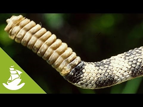 Rattlesnake sound