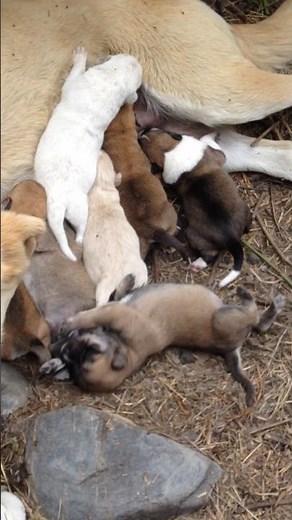 Heroic Mother Dog Nursing Eight Puppies