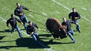 Yale introduces new mascot, Handsome Dan XVIII