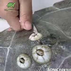 2M views · 16K reactions | Removed parasites (Barnacles) on the sea turtle back #turtles #seaturtles #barnacles #parasite | SonicTurtle | Facebook