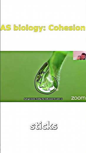 AS biology: Cohesion