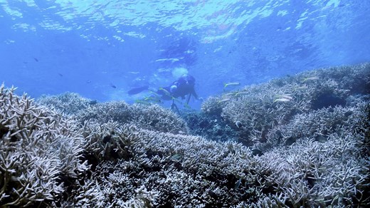 ‘Chasing Coral’ documents destruction of coral reefs