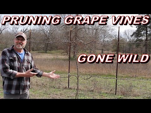 How to Prune Grape Vines Gone Wild - Serious Winter Pruning Here