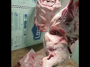 watch this before you buy a cool bot. diy walk in cooler.