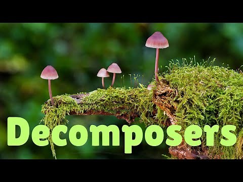 Nature's Hidden Heroes: The Incredible World of Decomposers!