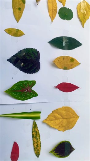 Different types of leaves