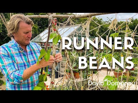 How to support climbing runner beans