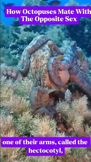 How Octopuses Mate With The Opposite Sex