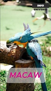 Macaw.#birds#SHORTS