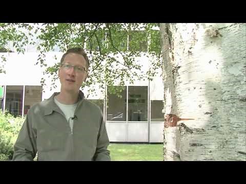 The Birch Tree