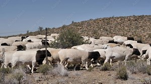 Dorper sheep are a South African breed with black head and white body