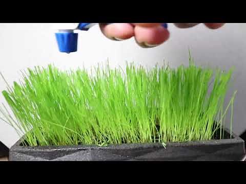 HOW TO GROW GRASS