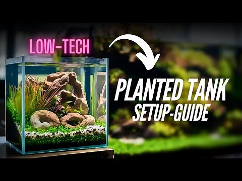 How to setup✅your LOW-TECH planted aquarium |(diy)tank making |tank set-up🐟 |aquascape detail guide.