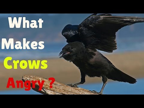 50 Fun Facts About American Crow | Amazing Crow Facts | Intelligent Birds |Crows Intelligence