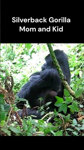 Silverback Gorilla - The Strongest Gorilla