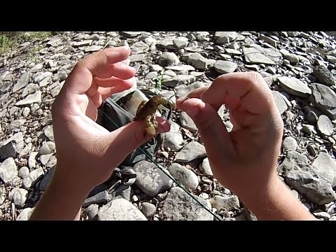 How To #9: Rigging, Hooking, and Fishing with Crayfish