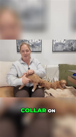 ✨ It’s a big day for Candy + Elias’ F1 Cavapoo puppies — and we...