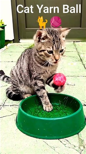 Cat Yarn Ball 🐈🧶/ #shorts | Iftikhar-EarthAnimals | #funny #pets #animals #cat #ai #yarn #ball