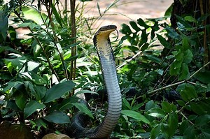 19 Interesting Facts About King Cobras - Wildlife Informer