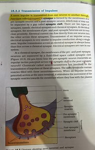 Explain how a nerve impulse is transmitted from one neuron to a... | Filo