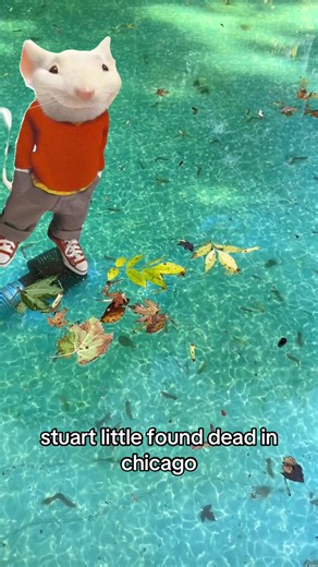 Stuart Little Stuck in Washing Machine - Found Dead in Chicago