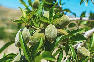 Growing Almonds: Best Varieties, Planting Guide, Care, Problems and Harvest