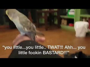 BEST SWEARING BUDGIE IN THE WORLD