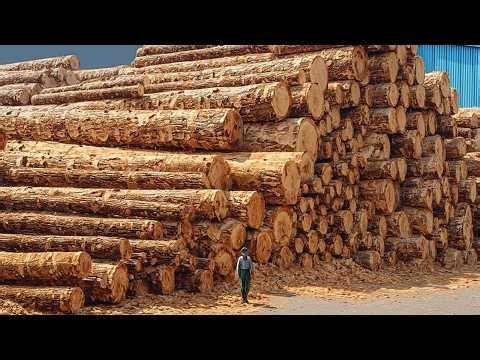 How Automated Sawmill Turn Logs Into High-Speed Lumber | Inside Modern Revolution of US Lumber Mills