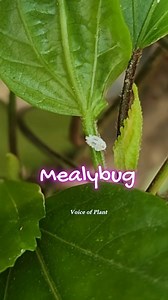 473 reactions · 12 shares | Mealybug - How To Identiy Them, White Insects, Very harmful for our plants. I have shared some information on mealybug - how to identiy them and how to take care of your plants from them. Watch complete video on Voice of Plant YouTube channel. #mealybug #mealybugtreatment #pestcontrol #gardeningtips #plantcaretips #organicgardening | Voice of plant | Facebook