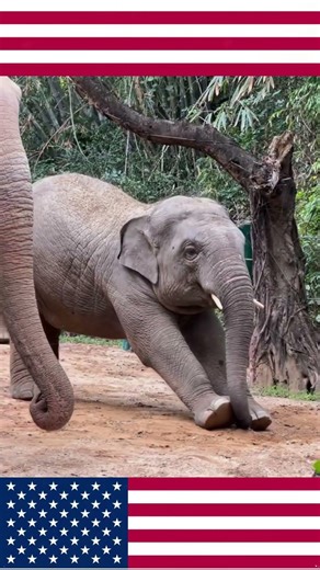 Elephants Being Funny Is the Best 😂#Elephant #FunnyElephant #AnimalFunny #CuteAnimals #Wildlife