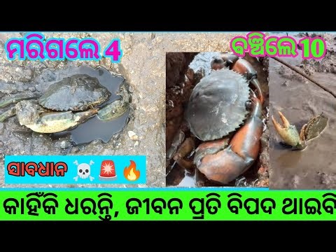 Catching mudcrabs in hole: Tips for beginners