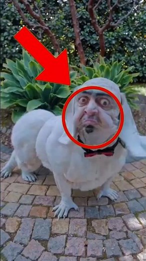 Top 5 Weirdest Animals That Look Like Aliens #WeirdAnimals #AlienCreatures #UnbelievableNature