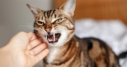 Pourquoi mon chat feule-t-il ?