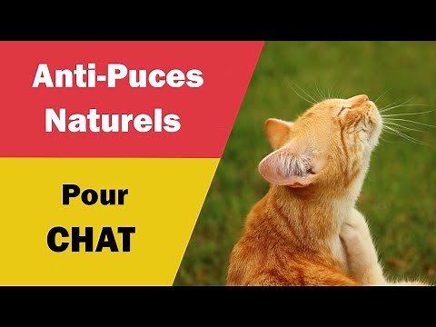 Antipuces Naturels pour Protéger son Chat