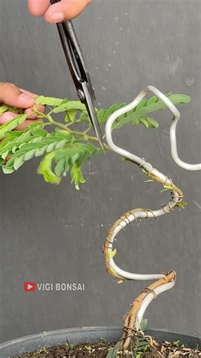 Tree Formation, Amazing and very beautiful