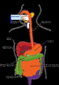25 Human Body Organs: Functions & Locations Explained