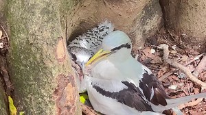 159K views · 2.3K reactions | So beautiful Mom feeding cute Baby | Top Birds | Facebook