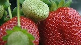 Sumptuous Strawberries - Gardening Australia