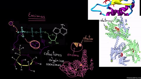 Coenzimas y cofactores de las enzimas