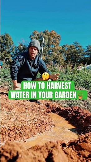 How Swales Make a Garden Successful! 💦