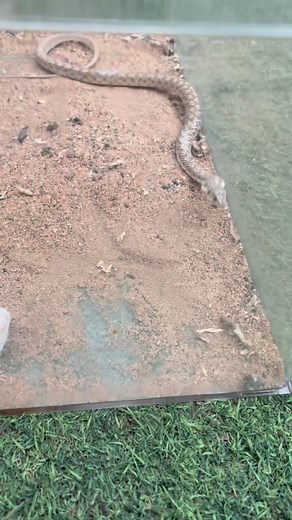 106K views · 2.6K reactions | False Cobra️️ ‏#falsecpbra #reptiles #python #snakes #ثعابين #reticulatedpython #snake #ballpython #افتراس #زواحف #ballpythons #reptile #pythonregius #cobra #like #royalpython #ballpythonsofig #explore #reptilelover #reptilekeeper #exoticpets #pets #snakebreeder #petsofinstagram #animals #trend #instalike #morphe #ballpythonbreeding #royalpythons | Bassam Ezaya | Facebook