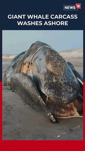 STUNNING OR DISTURBING? A 20-Metre-Long Whale Carcass Drifts Onto The Sea Of Okhotsk Coast | N18S